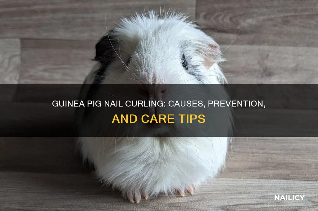 why is my guinea pig nails curling
