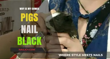 Why Are My Guinea Pig's Nails Black? Causes and Care Tips