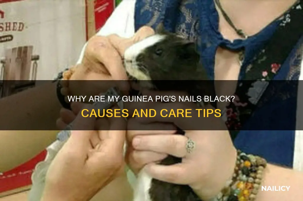 why is my guinea pigs nail black