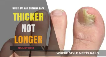Thicker, Not Longer: Why Do Nails Grow Back This Way?