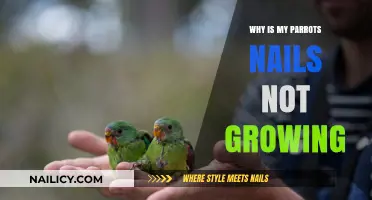 Parrot Nail Growth: What's the Holdup?