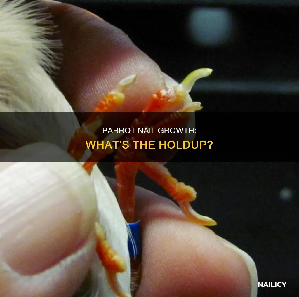 why is my parrots nails not growing