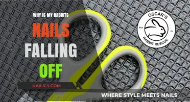 Why Are My Rabbit's Nails Falling Off? Causes and Solutions