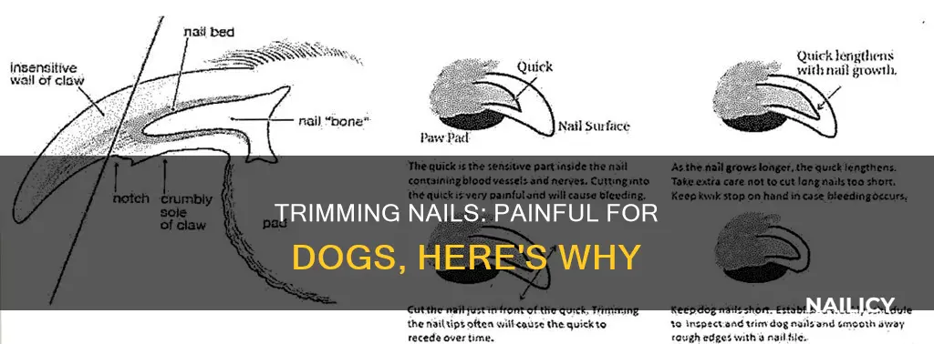 why it hurts dogs to trim their nails