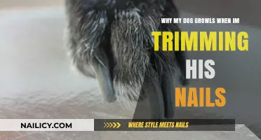 Understanding Your Dog's Growling During Nail Trims