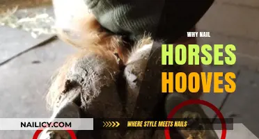 Understanding the Importance of Nailing Horseshoes for Hoof Health