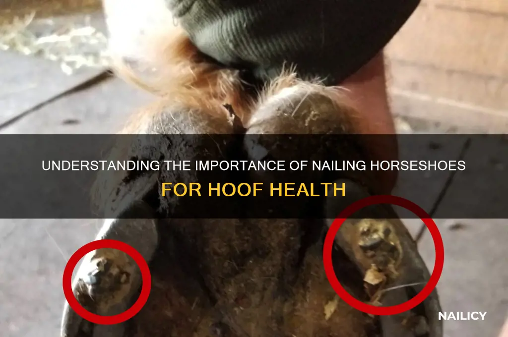 why nail horses hooves
