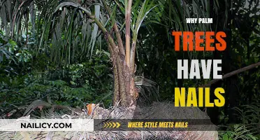 Why Palm Trees Have Nails: Uncovering the Spiky Secrets of Their Trunks
