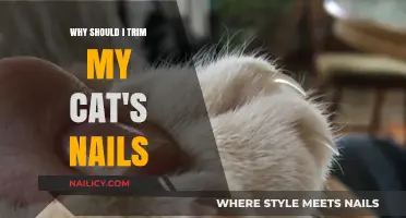 Trimming Cat Nails: Essential Care for Your Feline Friend