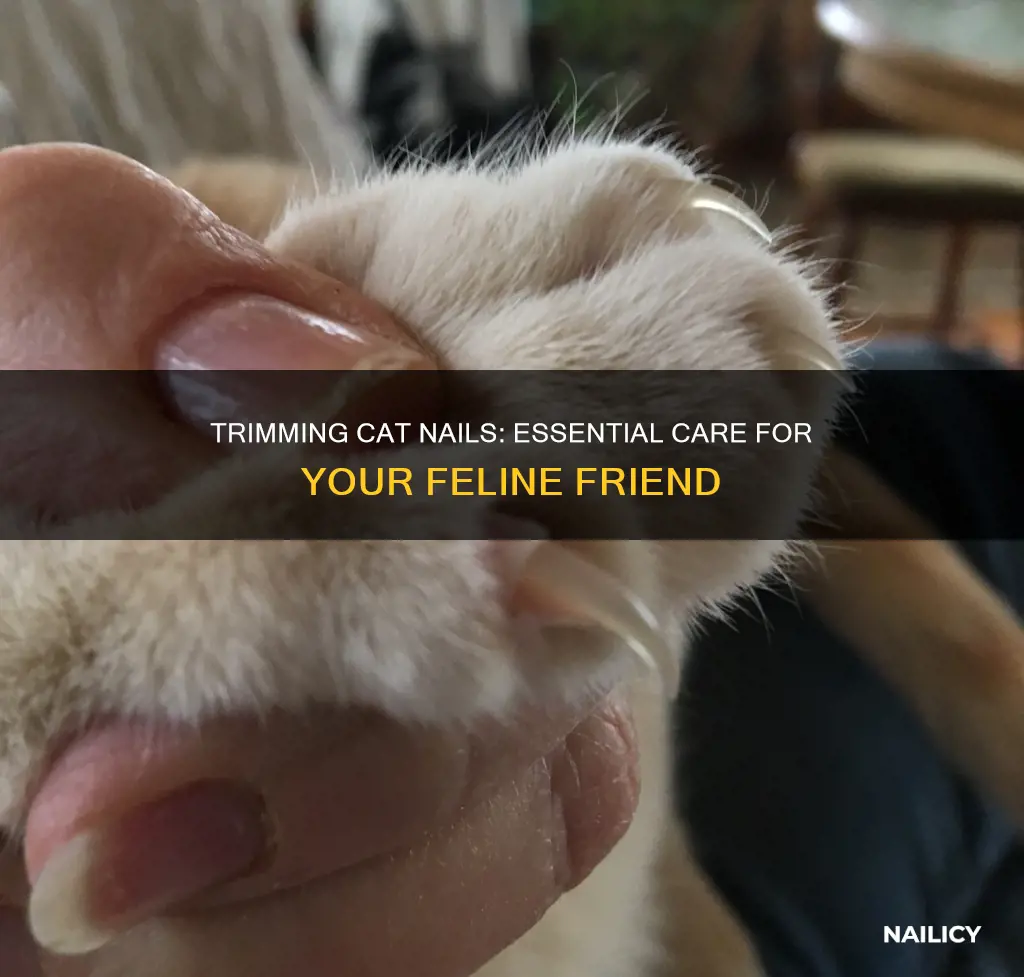 why should i trim my cat