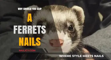 Why Clipping Your Ferret's Nails is Essential for Their Health
