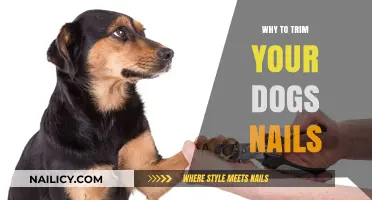 Trimming Dog Nails: Safety, Health, and Comfort