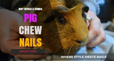 Guinea Pig Nail Chewing: Causes, Concerns, and Care Tips