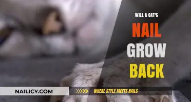 Cat Claw Care: Will Nails Grow Back?