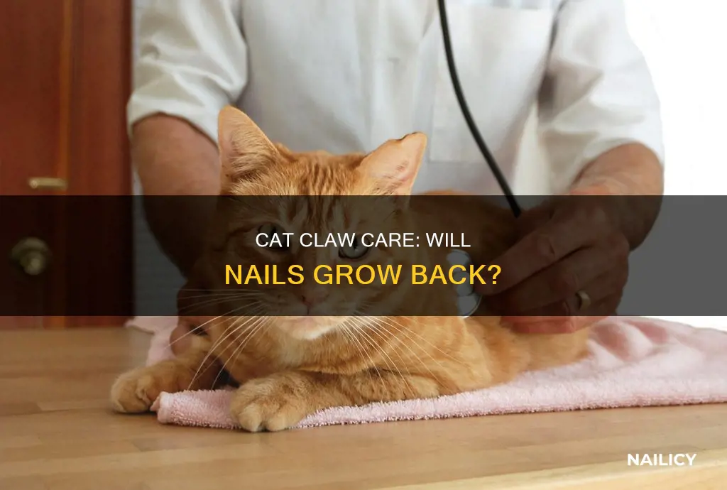will a cat