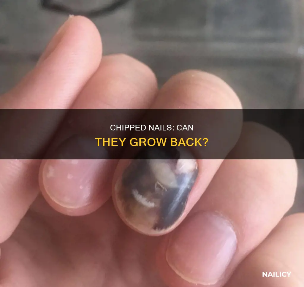 will a chipped nail grow back