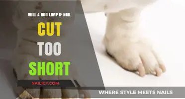 Dog Limping: Are Over-Trimmed Nails to Blame?