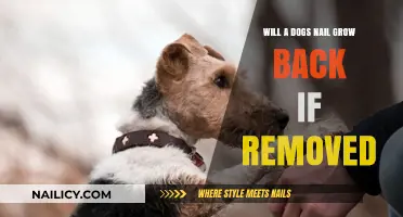 Canine Nail Regeneration: What to Expect After Trimming