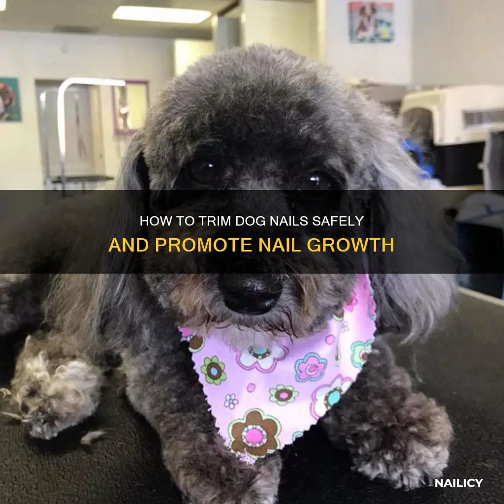 will a dogs nail grow back over the quick