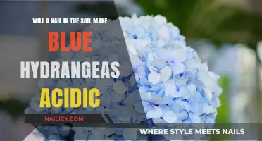 Nail in Soil: Myth or Solution for Acidic Blue Hydrangeas?