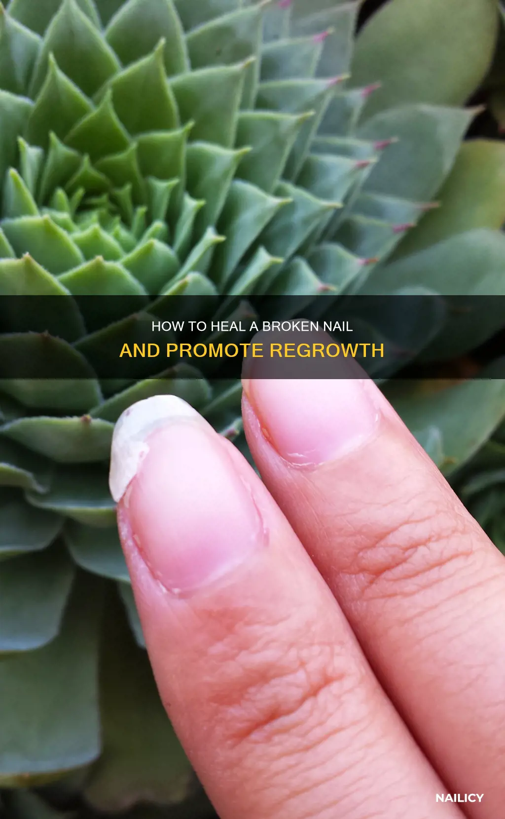 will a natural broken nail grow back together