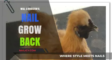 Rooster's Nail Regrowth: What's the Reality?