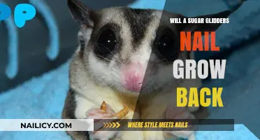 Sugar Glider Nail Regrowth: Is it Possible?