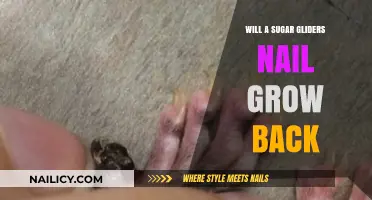 Sugar Glider Nail Recovery: Will They Grow Back?