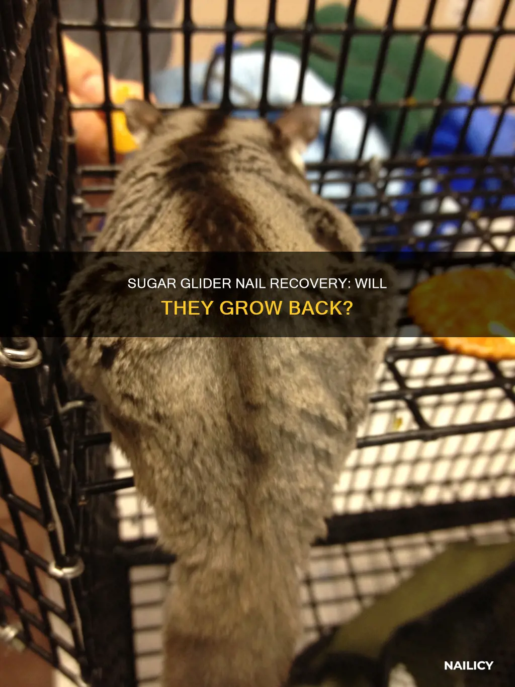 will a sugar gliders nail grow back