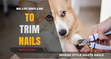 Sedating Dogs for Nail Trims: When and Why Vets Do It