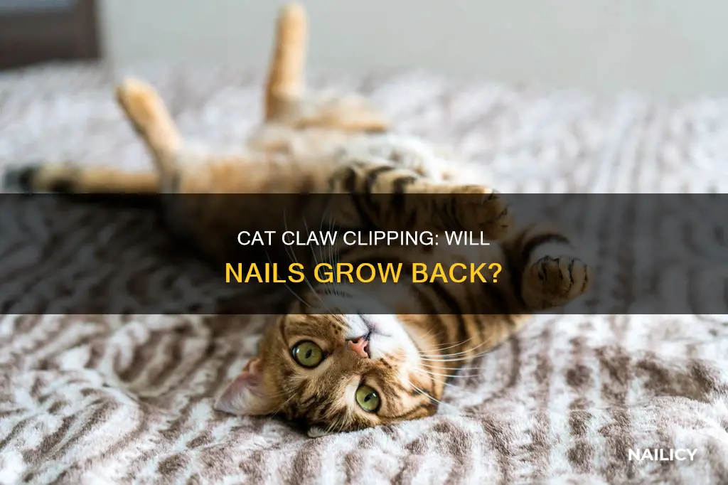 will cats nails grow back if cut completely off