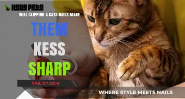 Clipping Cat Nails: Does It Reduce Sharpness? A Quick Guide