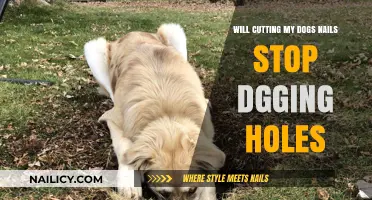 Trimming Nails, Stopping Holes: A Dog Owner's Guide