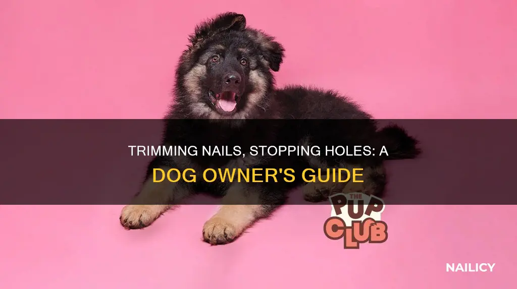 will cutting my dogs nails stop dgging holes