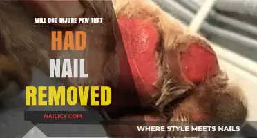 Injured Paws: What to Expect After Dog Nail Removal