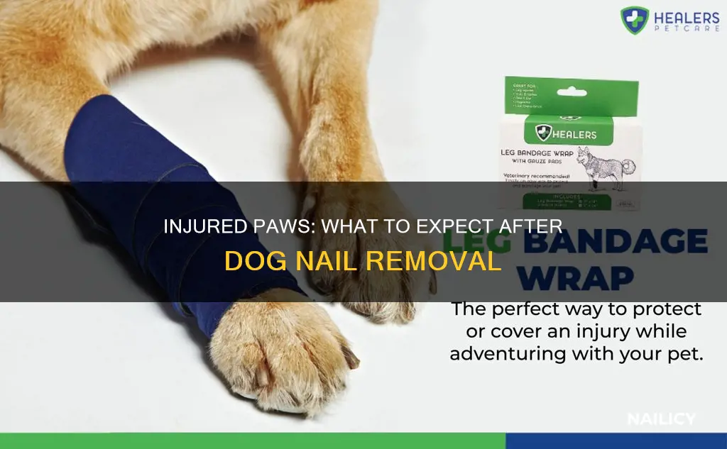 will dog injure paw that had nail removed