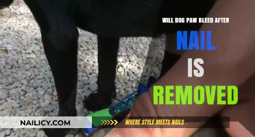 Dog Paw Care: Bleeding After Nail Removal