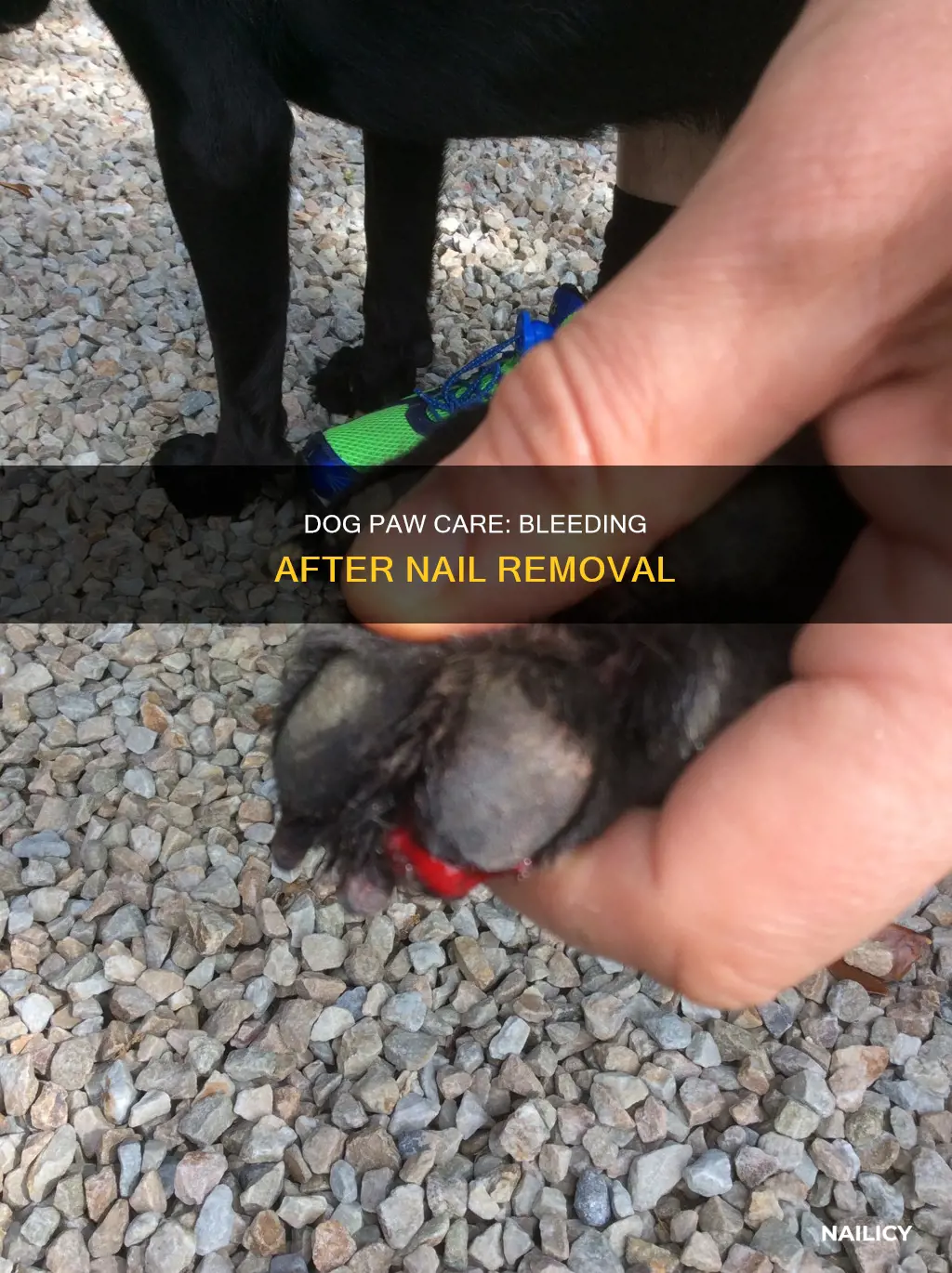 will dog paw bleed after nail is removed
