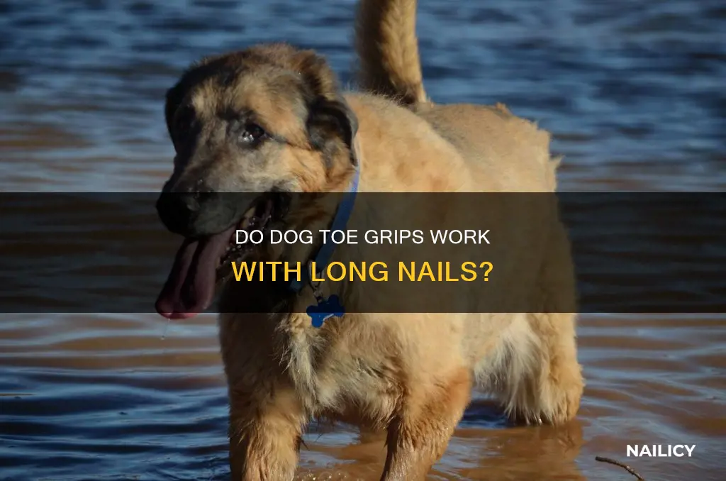 will dog toe grips work on long nails