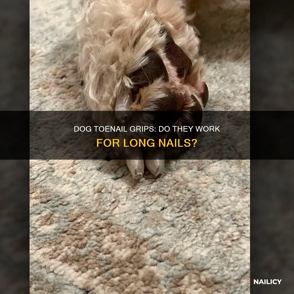 will dog toegrips work on long nails