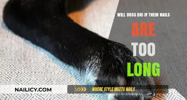 Why Dogs Dig: The Nail Factor