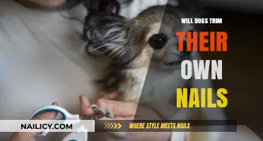 How Dogs Maintain Their Nails