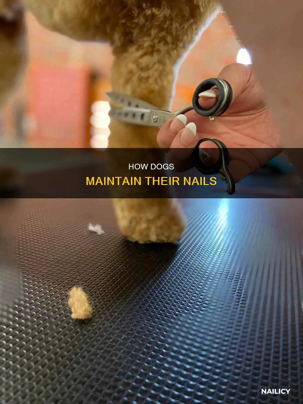 will dogs trim their own nails