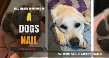 How Does Keratin Impact a Dog's Nail Growth?
