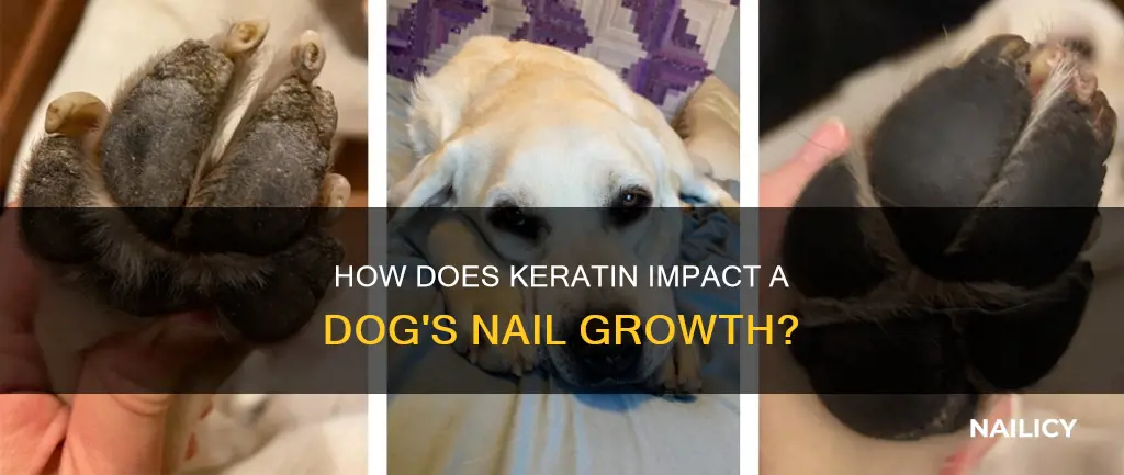 will keratin grow back on a dogs nail