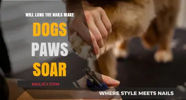 Long Toenails: A Painful Problem for Dog Paws