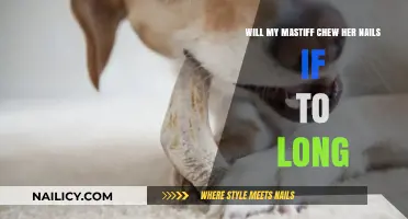 How to Stop Your Mastiff from Chewing Nails?