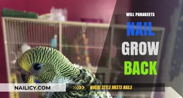 Parakeet Nail Care: Will Nails Grow Back?