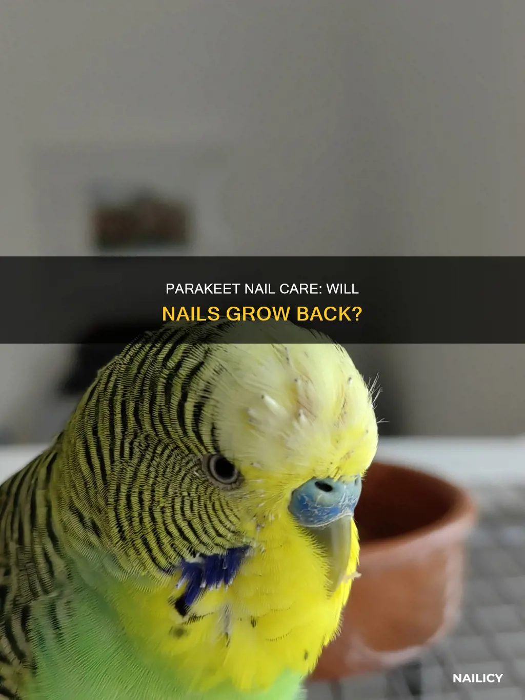 will parakeets nail grow back