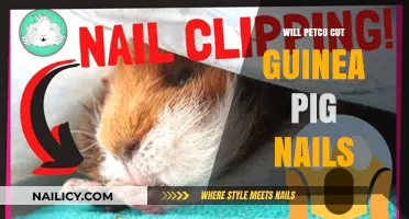 Petco's Guinea Pig Nail Trimming Service: What You Need to Know